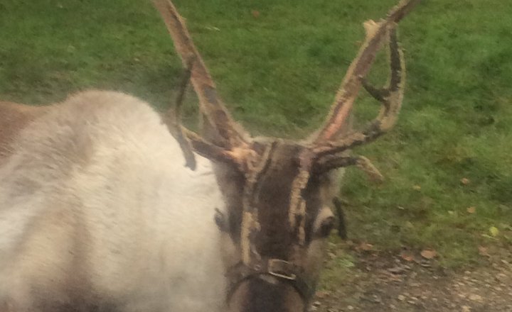 Image of A Reindeer Comes to School!